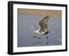 Sandhill Crane Taking Off, Bosque Del Apache National Wildlife Refuge-James Hager-Framed Premium Photographic Print