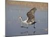 Sandhill Crane Taking Off, Bosque Del Apache National Wildlife Refuge-James Hager-Mounted Premium Photographic Print