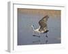 Sandhill Crane Taking Off, Bosque Del Apache National Wildlife Refuge-James Hager-Framed Photographic Print