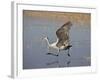 Sandhill Crane Taking Off, Bosque Del Apache National Wildlife Refuge-James Hager-Framed Photographic Print