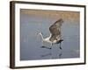 Sandhill Crane Taking Off, Bosque Del Apache National Wildlife Refuge-James Hager-Framed Photographic Print