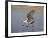 Sandhill Crane Taking Off, Bosque Del Apache National Wildlife Refuge-James Hager-Framed Photographic Print