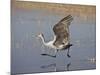 Sandhill Crane Taking Off, Bosque Del Apache National Wildlife Refuge-James Hager-Mounted Photographic Print