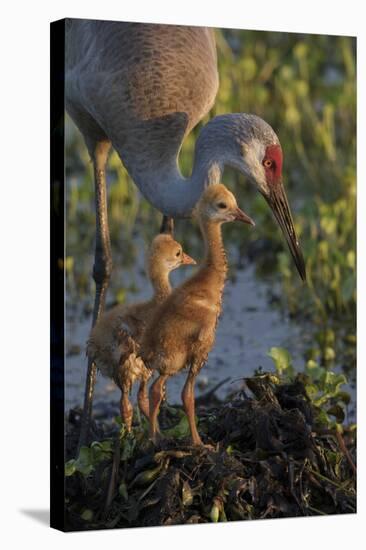 Sandhill Crane with Both Colts on Nest, Florida-Maresa Pryor-Stretched Canvas