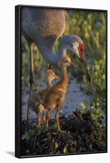 Sandhill Crane with Both Colts on Nest, Florida-Maresa Pryor-Framed Photographic Print