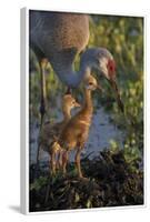 Sandhill Crane with Both Colts on Nest, Florida-Maresa Pryor-Framed Photographic Print