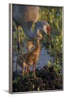 Sandhill Crane with Both Colts on Nest, Florida-Maresa Pryor-Framed Photographic Print