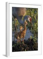 Sandhill Crane with Both Colts on Nest, Florida-Maresa Pryor-Framed Photographic Print