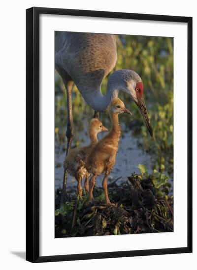 Sandhill Crane with Both Colts on Nest, Florida-Maresa Pryor-Framed Photographic Print