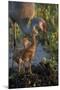 Sandhill Crane with Both Colts on Nest, Florida-Maresa Pryor-Mounted Photographic Print