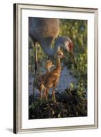 Sandhill Crane with Both Colts on Nest, Florida-Maresa Pryor-Framed Photographic Print