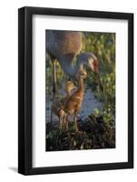 Sandhill Crane with Both Colts on Nest, Florida-Maresa Pryor-Framed Photographic Print