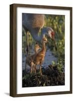 Sandhill Crane with Both Colts on Nest, Florida-Maresa Pryor-Framed Photographic Print