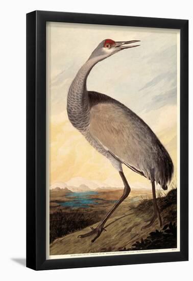 Sandhill Crane-null-Framed Poster