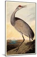 Sandhill Crane-null-Mounted Poster