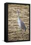 Sandhill Crane-DLILLC-Framed Stretched Canvas