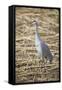 Sandhill Crane-DLILLC-Framed Stretched Canvas