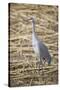 Sandhill Crane-DLILLC-Stretched Canvas