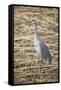 Sandhill Crane-DLILLC-Framed Stretched Canvas