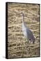 Sandhill Crane-DLILLC-Framed Stretched Canvas