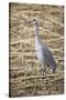 Sandhill Crane-DLILLC-Stretched Canvas