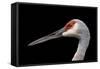 Sandhill Crane-SNEHITDESIGN-Framed Stretched Canvas