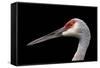 Sandhill Crane-SNEHITDESIGN-Framed Stretched Canvas