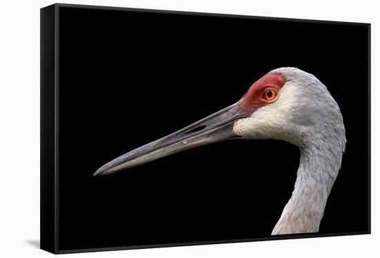 Sandhill Crane-SNEHITDESIGN-Framed Stretched Canvas