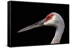 Sandhill Crane-SNEHITDESIGN-Framed Stretched Canvas