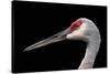 Sandhill Crane-SNEHITDESIGN-Stretched Canvas