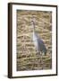 Sandhill Crane-DLILLC-Framed Photographic Print