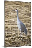 Sandhill Crane-DLILLC-Mounted Photographic Print