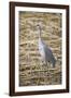 Sandhill Crane-DLILLC-Framed Photographic Print