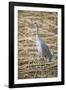 Sandhill Crane-DLILLC-Framed Photographic Print