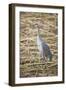 Sandhill Crane-DLILLC-Framed Photographic Print