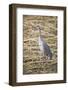 Sandhill Crane-DLILLC-Framed Photographic Print