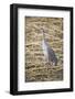 Sandhill Crane-DLILLC-Framed Photographic Print