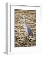 Sandhill Crane-DLILLC-Framed Photographic Print