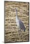 Sandhill Crane-DLILLC-Mounted Photographic Print