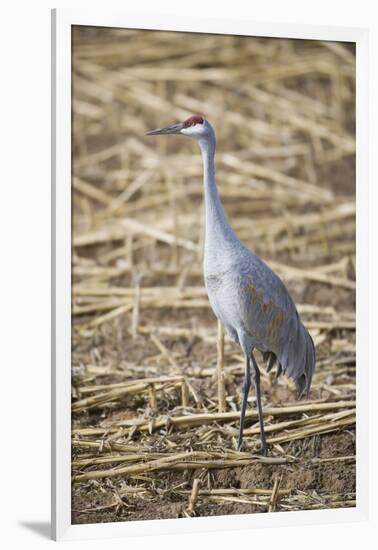 Sandhill Crane-DLILLC-Framed Photographic Print