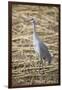 Sandhill Crane-DLILLC-Framed Photographic Print