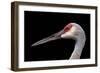 Sandhill Crane-SNEHITDESIGN-Framed Photographic Print