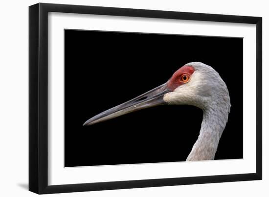 Sandhill Crane-SNEHITDESIGN-Framed Photographic Print