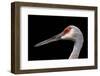 Sandhill Crane-SNEHITDESIGN-Framed Photographic Print