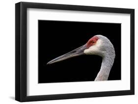 Sandhill Crane-SNEHITDESIGN-Framed Photographic Print