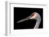 Sandhill Crane-SNEHITDESIGN-Framed Photographic Print