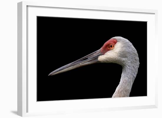 Sandhill Crane-SNEHITDESIGN-Framed Photographic Print