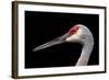 Sandhill Crane-SNEHITDESIGN-Framed Photographic Print