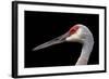 Sandhill Crane-SNEHITDESIGN-Framed Photographic Print