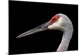 Sandhill Crane-SNEHITDESIGN-Mounted Photographic Print